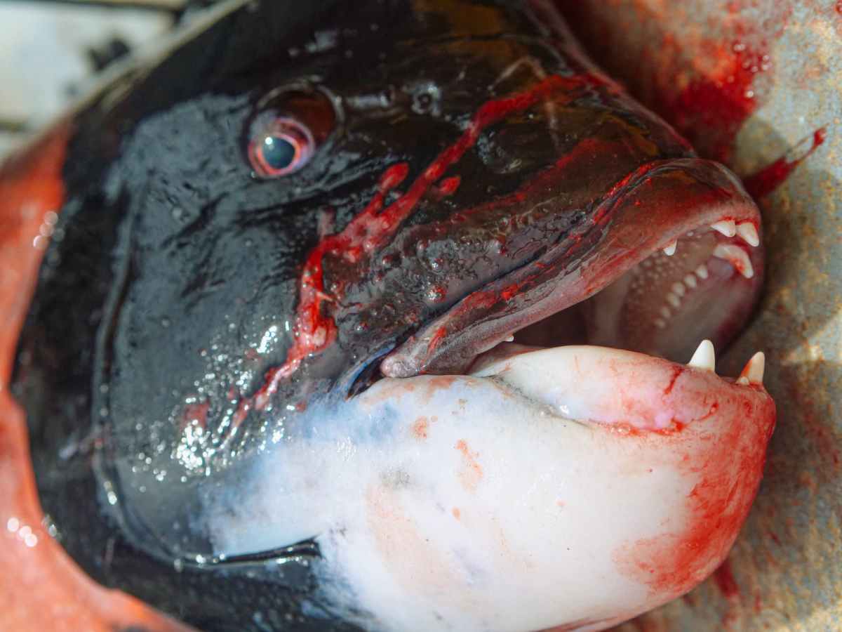 Animal Sentience Bill includes Marine Creatures, but Slaughter Ongoing: Why Are We Deluded?