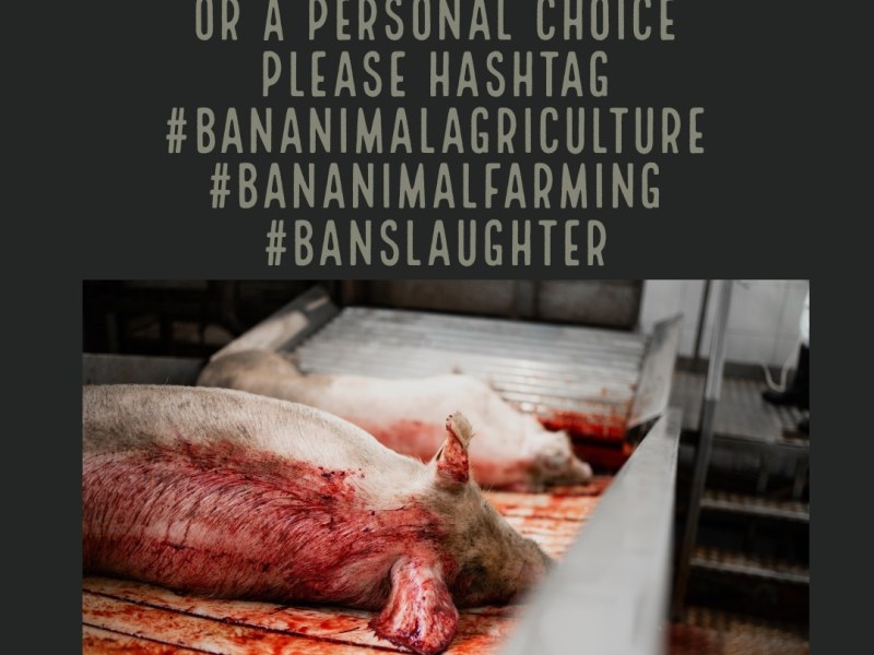 Go Vegan Rishi Sunak For Life. Ban Animal Abuse and Graphic Violence Now!!
