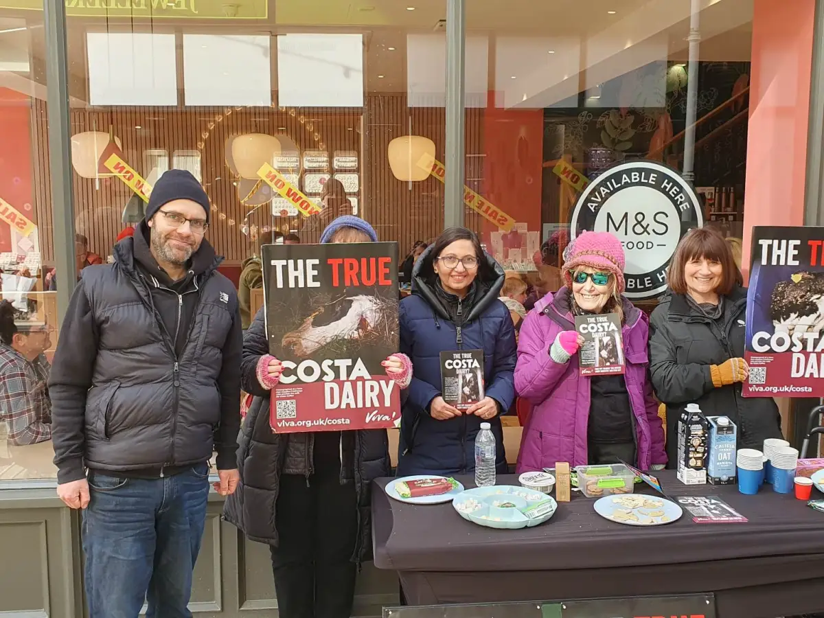 The True Costa Dairy Exposed by Viva’s UK-wide Campaign!!