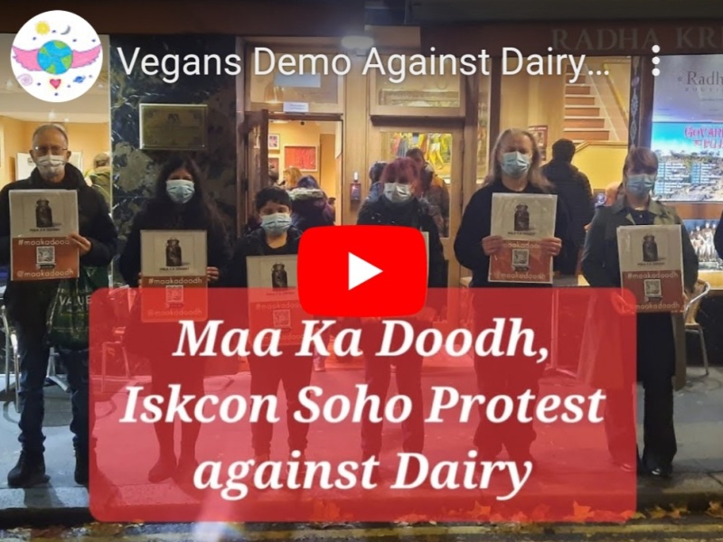 Protest Against Dairy at ISKCON Radhe Krishna Temple London